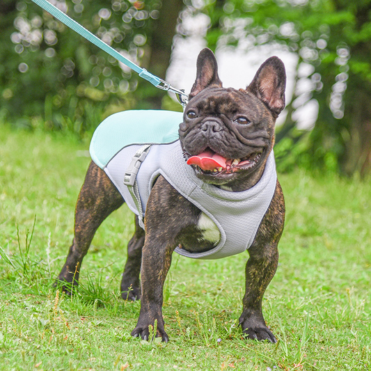 Cooling Vest for Pets - Kool Pet Essentials